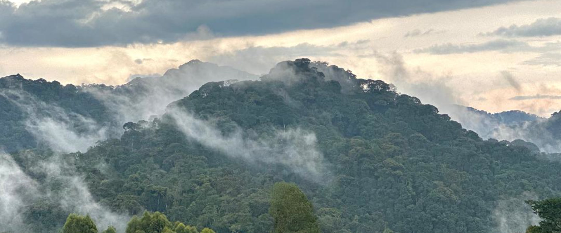 Nyungwe - Canopy & Primates