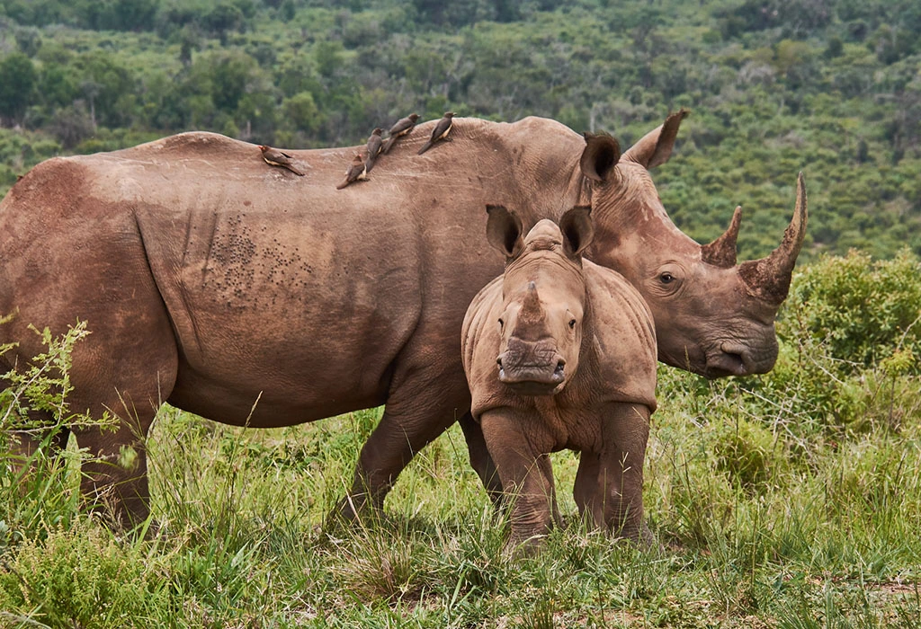 Big five Akagera National Park Millimount tours
