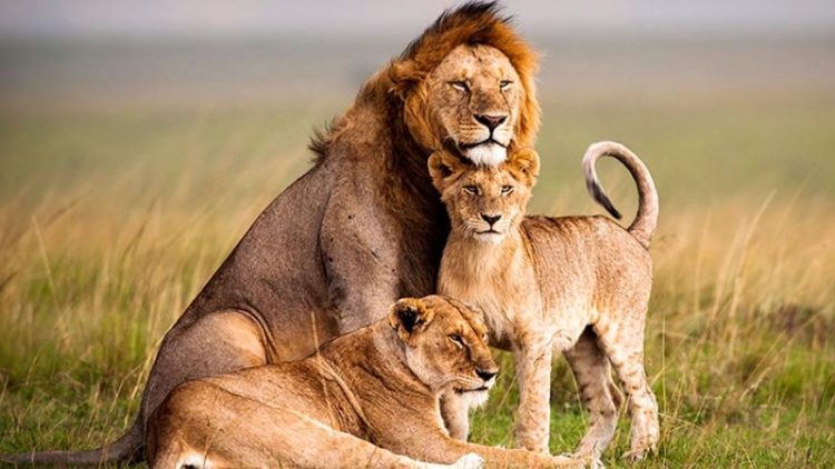 Akagera Big Five Wildlife seromba safaris