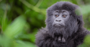 Close-up portrait of a mountain gorilla in the green forest of Volcanoes National Park, Rwanda