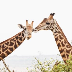 Two giraffes standing among acacia trees in Akagera National Park, Rwanda