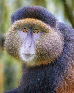 Golden Monkey trekking with millimount tours
