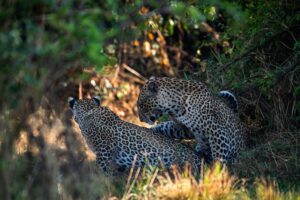 Akagera leopard cub portrait for high-end rainforest wildlife tourism stays in Rwanda Millimount Tours
