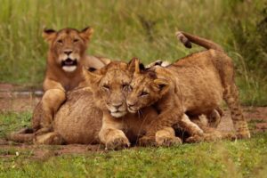 Lion pride with mother and playful cubs in Rwanda's savanna during a guided group wildlife tour by Millimount Tours for solo adventurers.