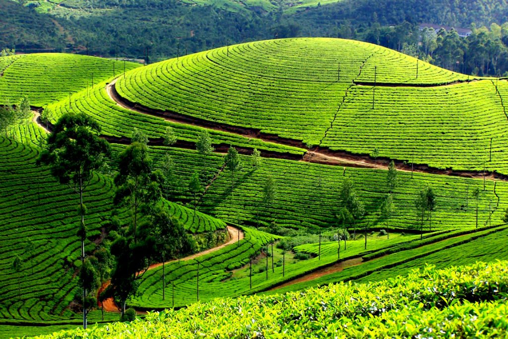 Tea tours with Millimount tours agency