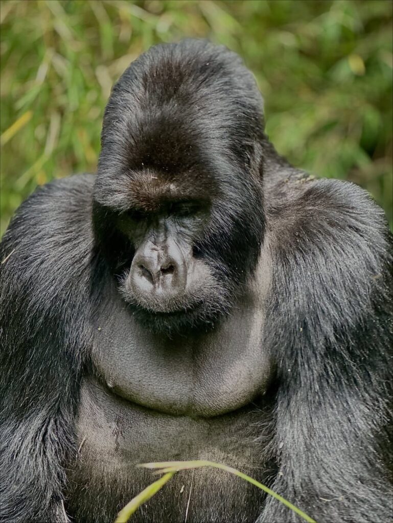 Rwanda gorilla trekking-millimount tours