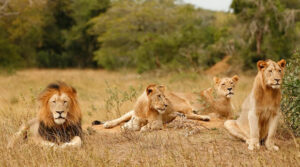 Pride of lions resting in Akagera National Park savanna, prime dry season wildlife viewing on Millimount Tours Rwanda safaris.