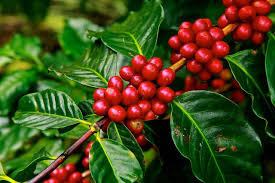 Close-up of ripe red coffee cherries clustered on green branches in a lush Lake Kivu plantation, showcasing the farm-to-cup harvest stage featured in Millimount Tours' coffee experiences.