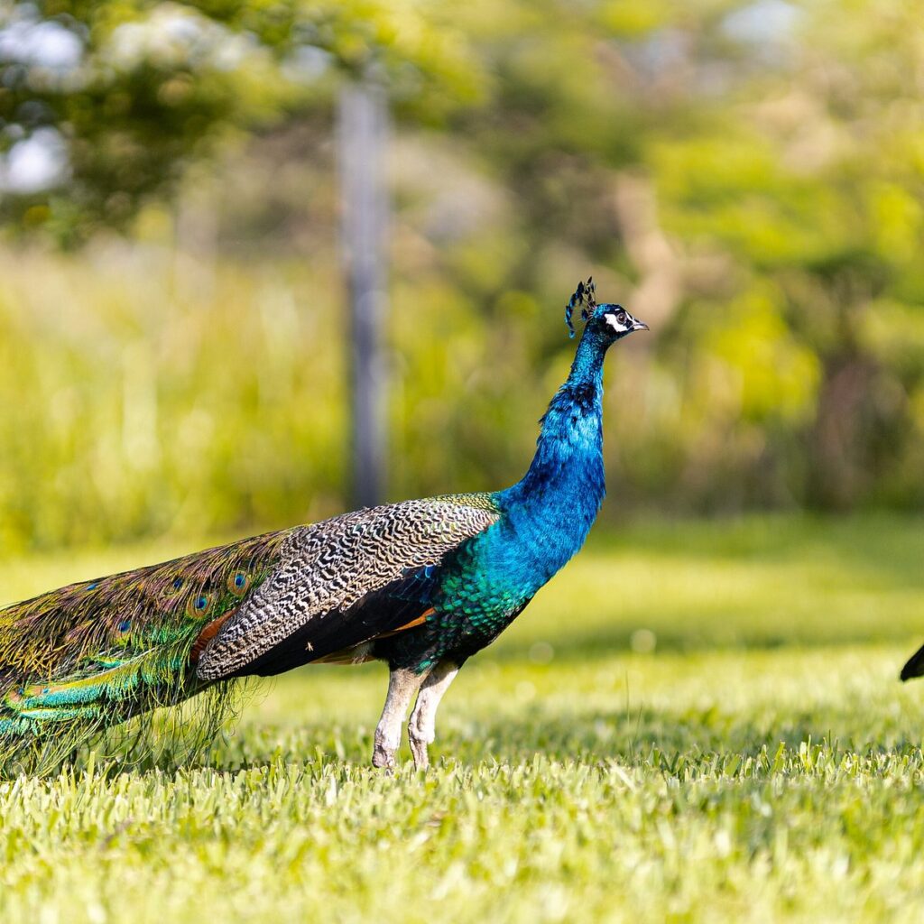 Stunning peacock in Nyandungu Wetland Kigali for birders – top spot by Millimount Tours Rwanda.