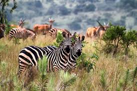 Pair of zebras amid antelopes in lush Akagera grasslands, peak game spotting during best months for Millimount Tours wildlife safaris.