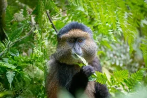 Golden Monkey trekking with millimount tours
