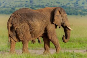 Rwanda elephant safari Akagera National Park adventure Millimount Tours.