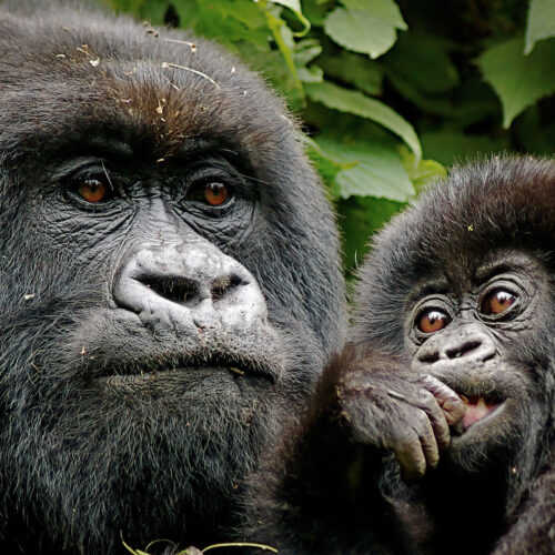 rwanda-gorillas