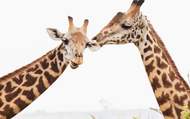 Two giraffes standing among acacia trees in Akagera National Park, Rwanda