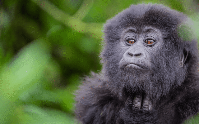 Close-up portrait of a mountain gorilla in the green forest of Volcanoes National Park, Rwanda