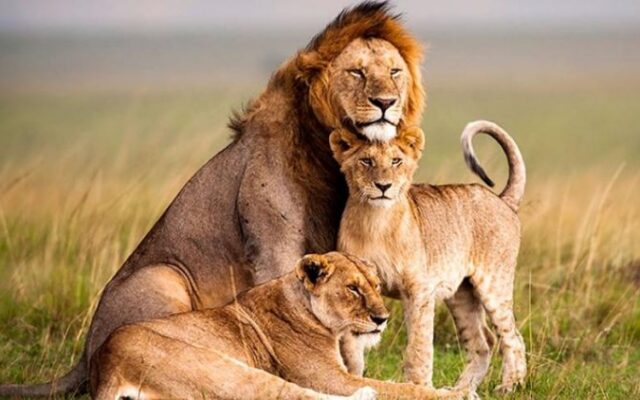 Akagera National Park day trip safari, Rwanda wildlife
