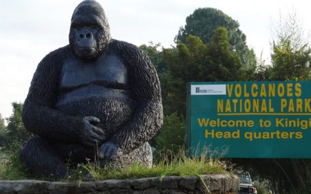 Mountain gorilla trekking in Volcanoes National Park, Rwanda